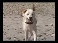 introducci�n del video de la pen�ltima etapa del torneo cns - 2007, realizado en playa el carmen- mal pais. las mejores olas, las mejores chiquillas, los mejores surfeadores...