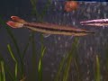 boulengerella maculata boulengerella maculata