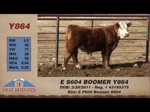 E S604 Boomer Y864