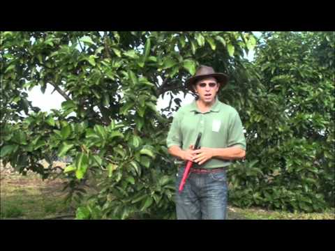 how to trim an avocado tree