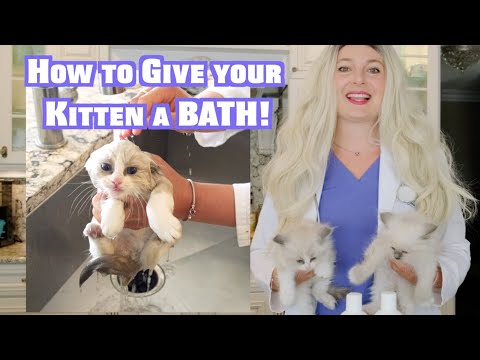 How To Give Your Kitten a Bath | Zymox Shampoo