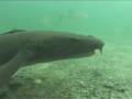 Under the Dock , Little Cayman