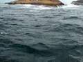 Cacaio pescando anchova