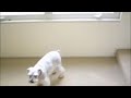 a cute fricking dog enjoying some jazz and a window sill.

www.pkafka.com