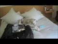 a cute fricking dog enjoying some jazz and a window sill.

www.pkafka.com