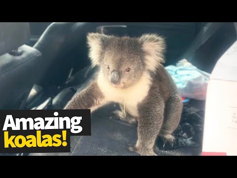 Koala Madness | Cutest and Craziest Koala Compilation 2019