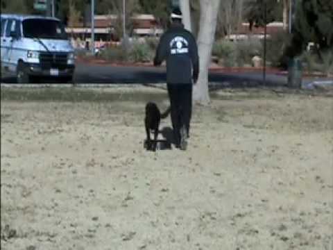 Hunting Labrador Retriever – Puppy Drills