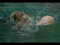 Maharani Swims - Sumatran Tiger Cubs Maharani Swims - Sumatran Tiger Cubs