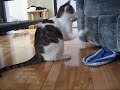 Cat bring back toy