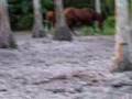 Indy-&-Sox-playing-in-pasture-10-15-07