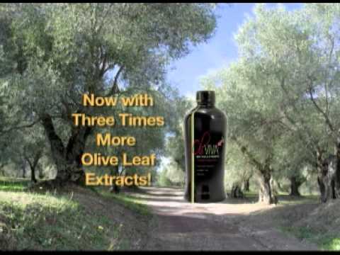 how to harvest olive leaves