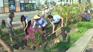 300 cây hoa giấy được trồng tại vườn hoa trước Trung tâm thương mại Vincom+ Uông Bí