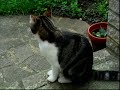 Elvis\