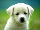 gangster-puppie.html