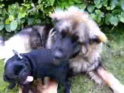 mops kangal