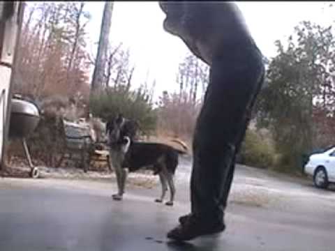 Hound dog harmonica harmony.