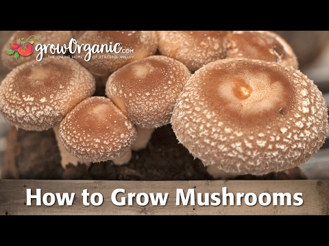 how to grow crimini mushrooms