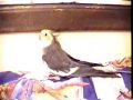 Funny Sounding Cockatiel! (3) Funny Sounding Cockatiel! (3)