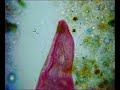 Blepharisma  Friends