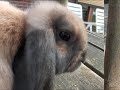 In Memoriam: Banjer & Snuffel