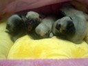 PUG PUG