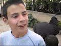 ALAIN 16 \"CAES E PASSAROS\"