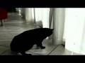 My cat Spikey talking