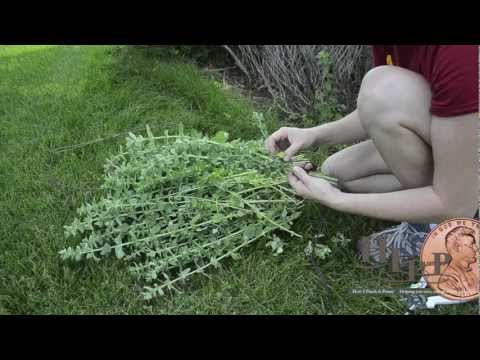 how to harvest italian oregano