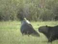 Biggest Mice in the World Astonish British Lady