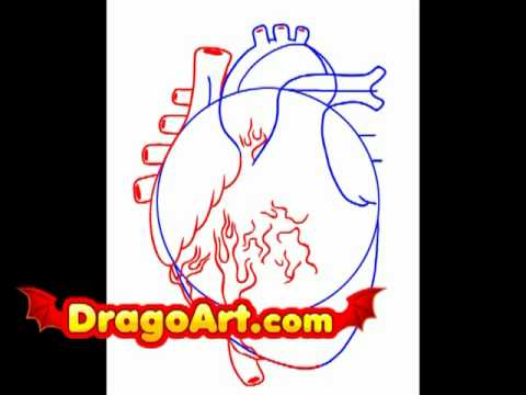 how to draw human heart