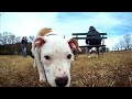 Shot 100% on the new HD HERO2® camera from GoPro.com. Bishop, the great dane, has a fun day playing in the dog park. Come meet all of his new four legged friends! GoPro is proud to present our first 100% user shot and edited video! A huge thanks to Kelsey Wynns and Bishop for sharing such a fun afternoon with us! Woof! Check out Kelsey Wynns at www.kelseyw.com Music More Hazards More Heroes 