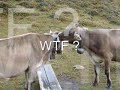 Vakantie filmpje