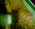 Mi Gatito = Baloo