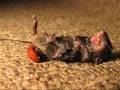 Mouse with parasite & eyeball ( botfly - larva )