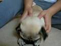Bullen pug