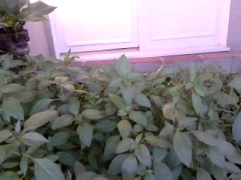 how to plant thai basil