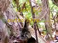 Upset Wild Turkeys Upset Wild Turkeys
