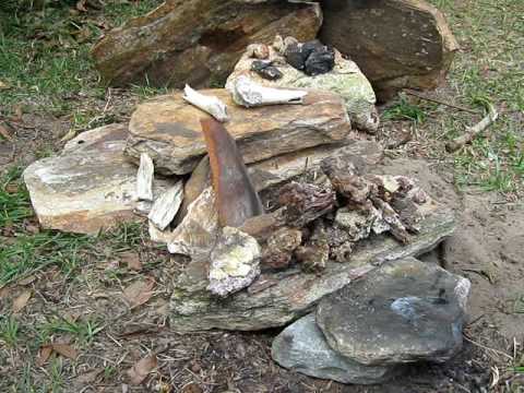 how to harvest tree sap