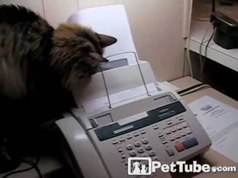 Cute video cats 