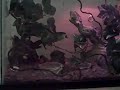 VID00002.AVI