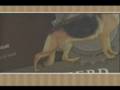 Meet the Breed - German Shepherd