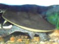 mis trionix comiendo artemia