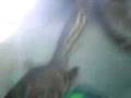 videos de mis trionix comiendo artemia