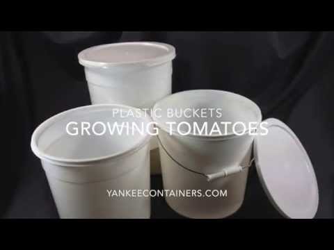 how to fertilize upside down tomatoes