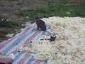 kedilerin+�iftle�mesi+belgesel
