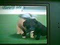 Nintendogs Mops Nintendogs Mops