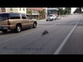 Not your average commute - Alligator stops traffic. Gators are everywhere on UF campus. Another reason why it's fun to ride in Florida.