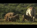 Animals gather on Imfolozi flood plains