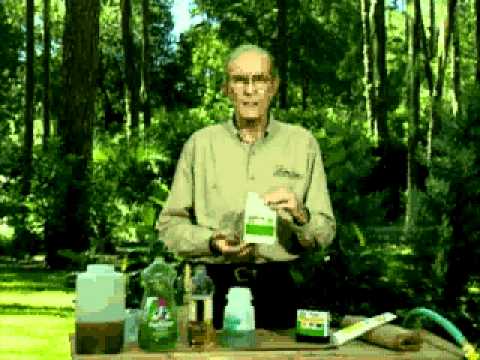 how to care for an evergreen tree