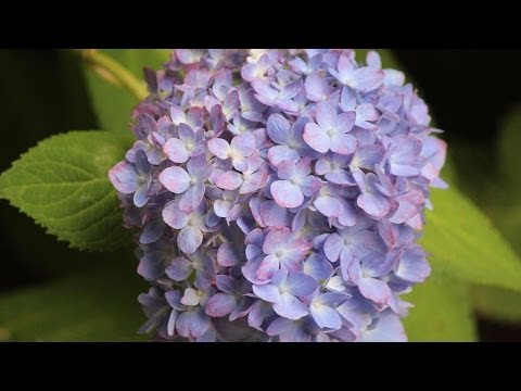 how to fertilize hydrangea endless summer